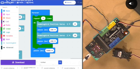 birdbrain hummingbird