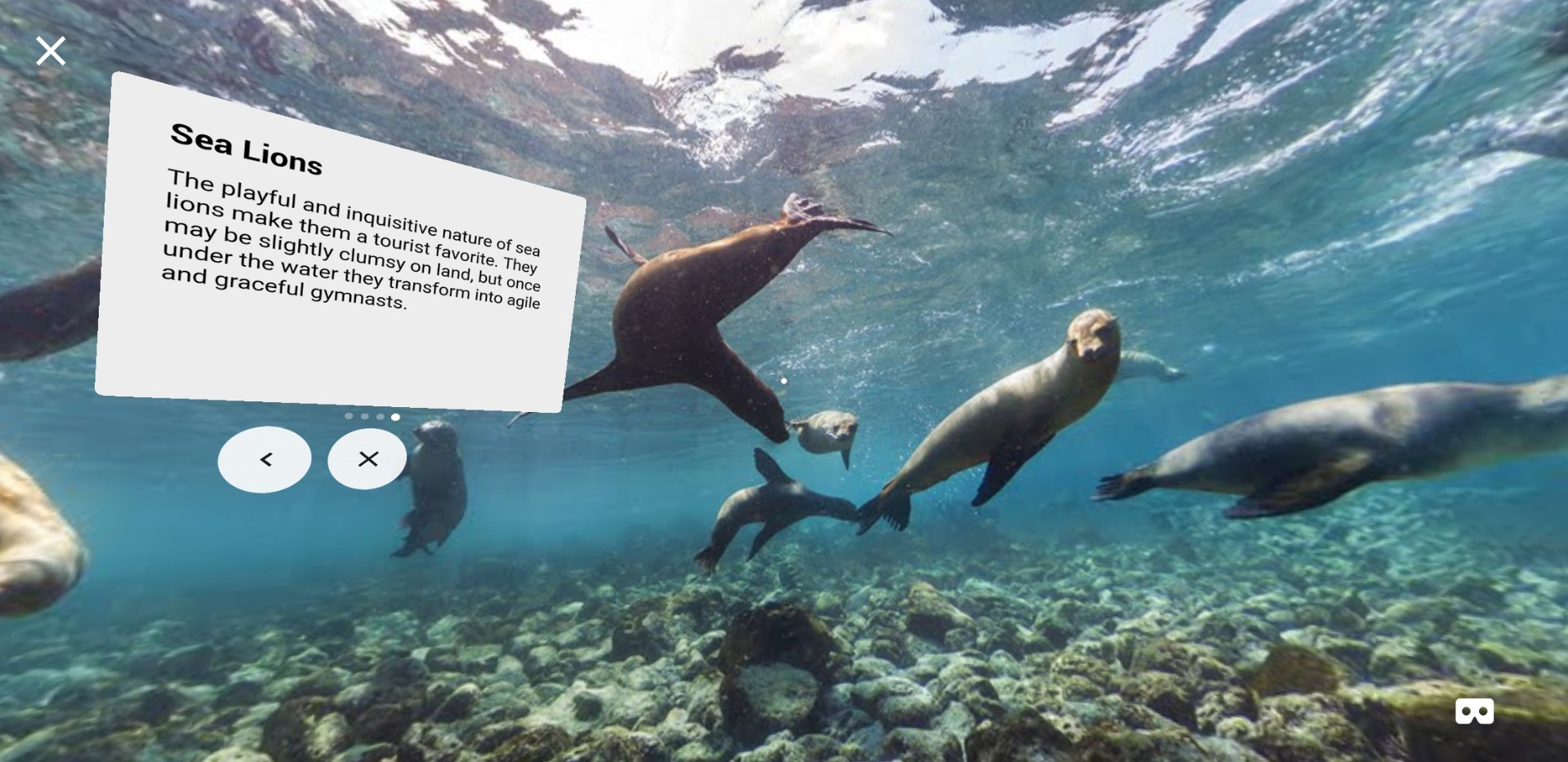 an underwater google expeditions exploration with information on sea lions