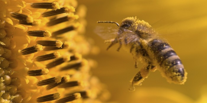 STEM projects with bees made possible through a grant