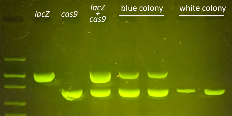 a depiction of an electrical current during the gel electrophoresis process