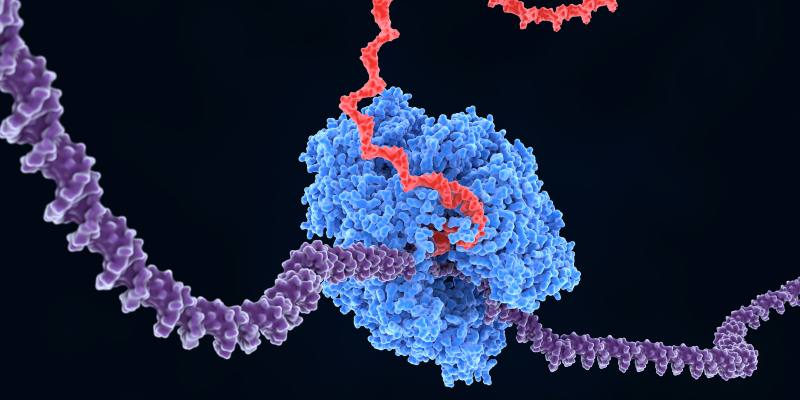 enzyme taq polymerase used in PCR